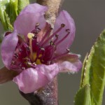 Pfirsichblüte