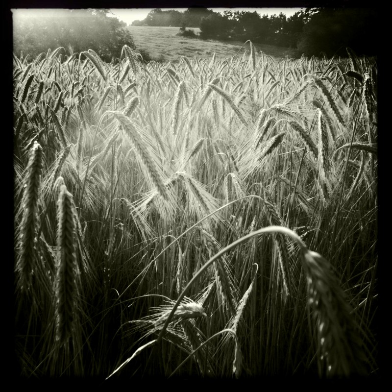 Hipstamatic s/w