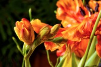 Freesien und Tulpen